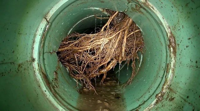 Sewer camera view of tree roots growing through a green pipe